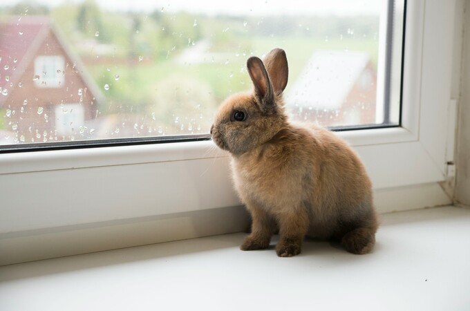 Hopping Rabbits Cute Chicks