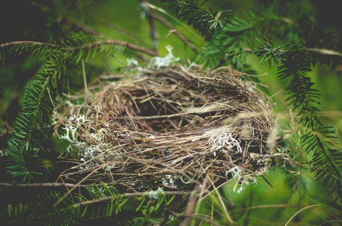 Make Your Own Birds Nest